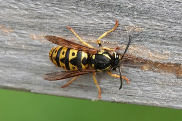 A wasp on a wooden surface.