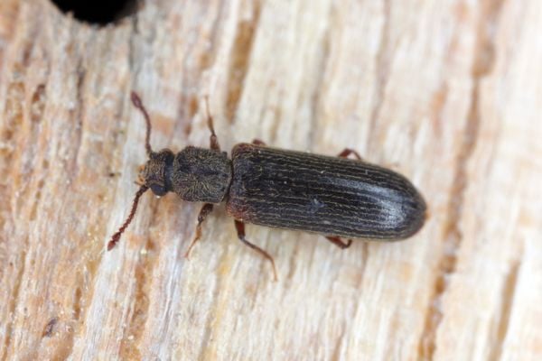 Close up of a Powderpost Beetle