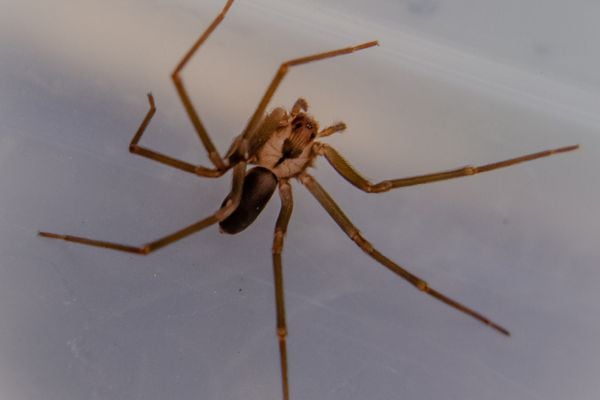 brown recluse