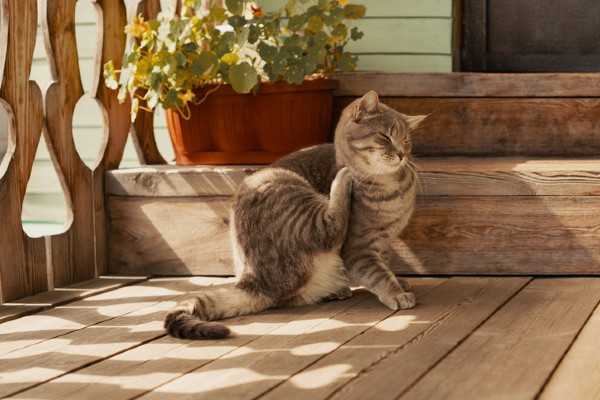 cat scratching neck