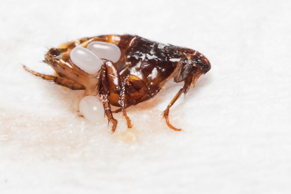 flea eggs