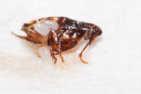 flea eggs