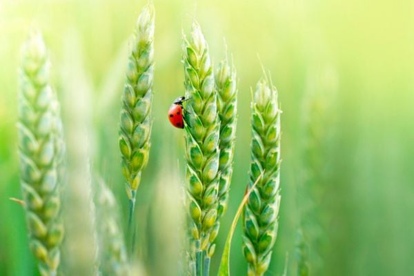 lady bug on plant