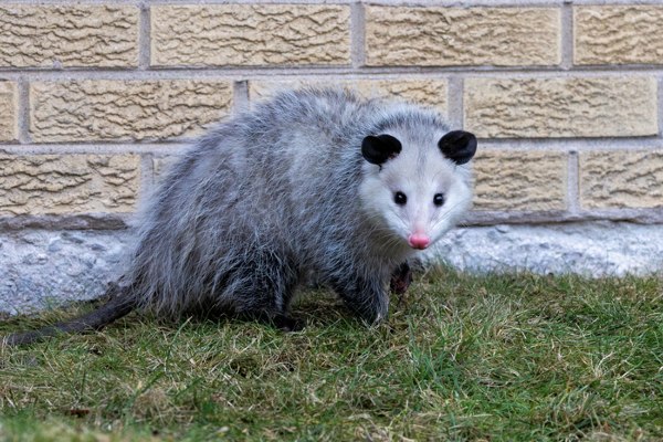 opossum in yard