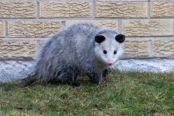 A North American Virginia opossum walking through a residential grass lawn during the daytime, viewed from the side.