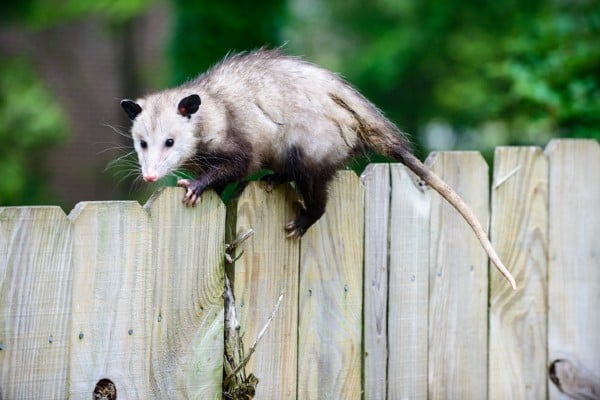 opossum on fence