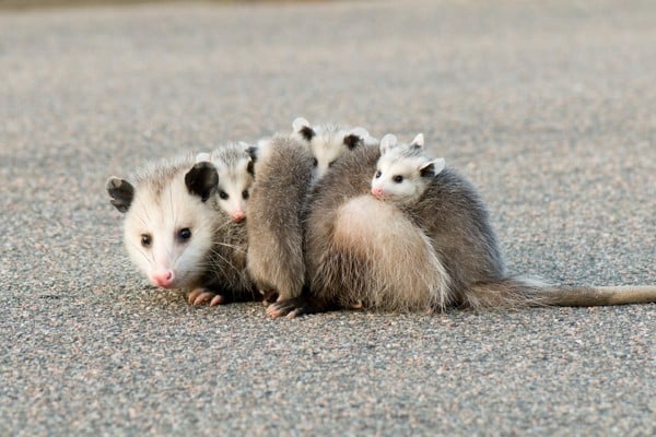 opossum with babies