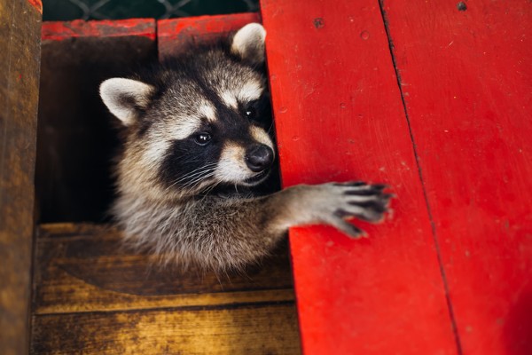 raccoon under wood boards