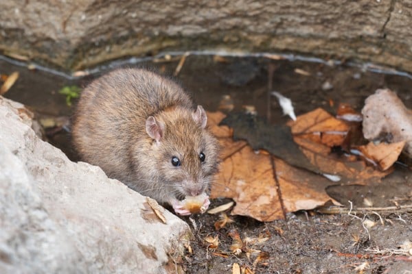 rat near leaves