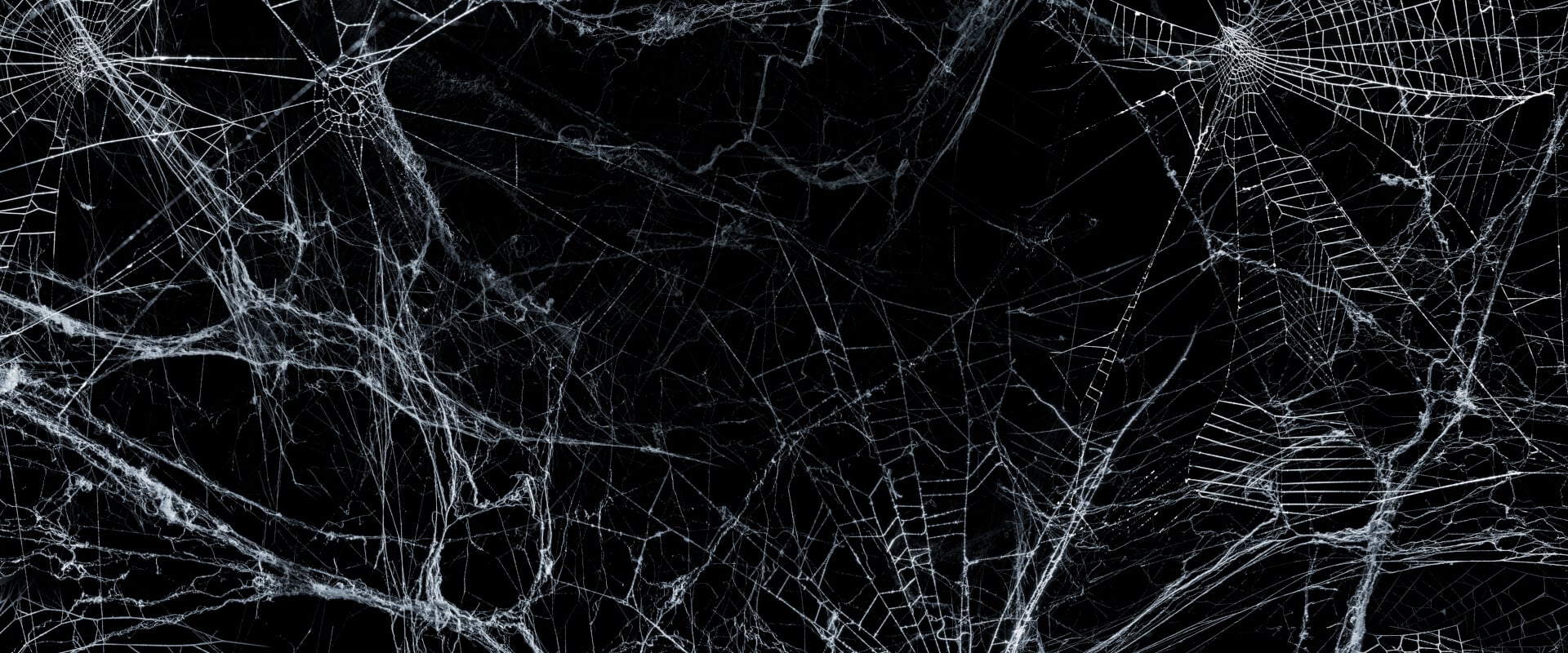 White cobwebs on black background