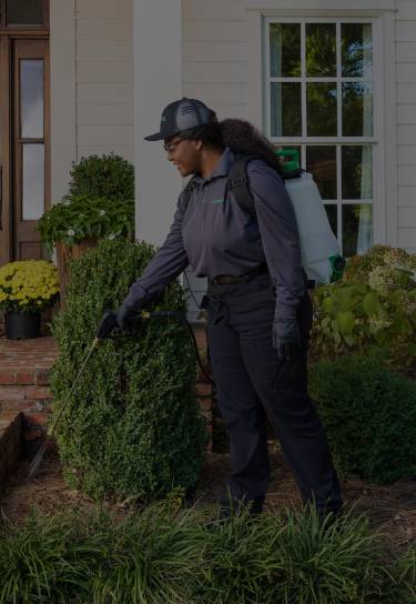 A technician treats a yard for carpenter ants 