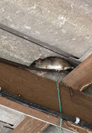 Rat on roof beams