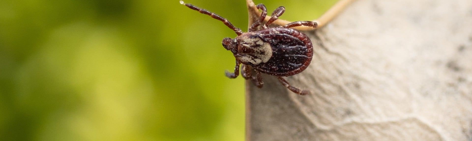 tick close up on the edge of crunchy leaf