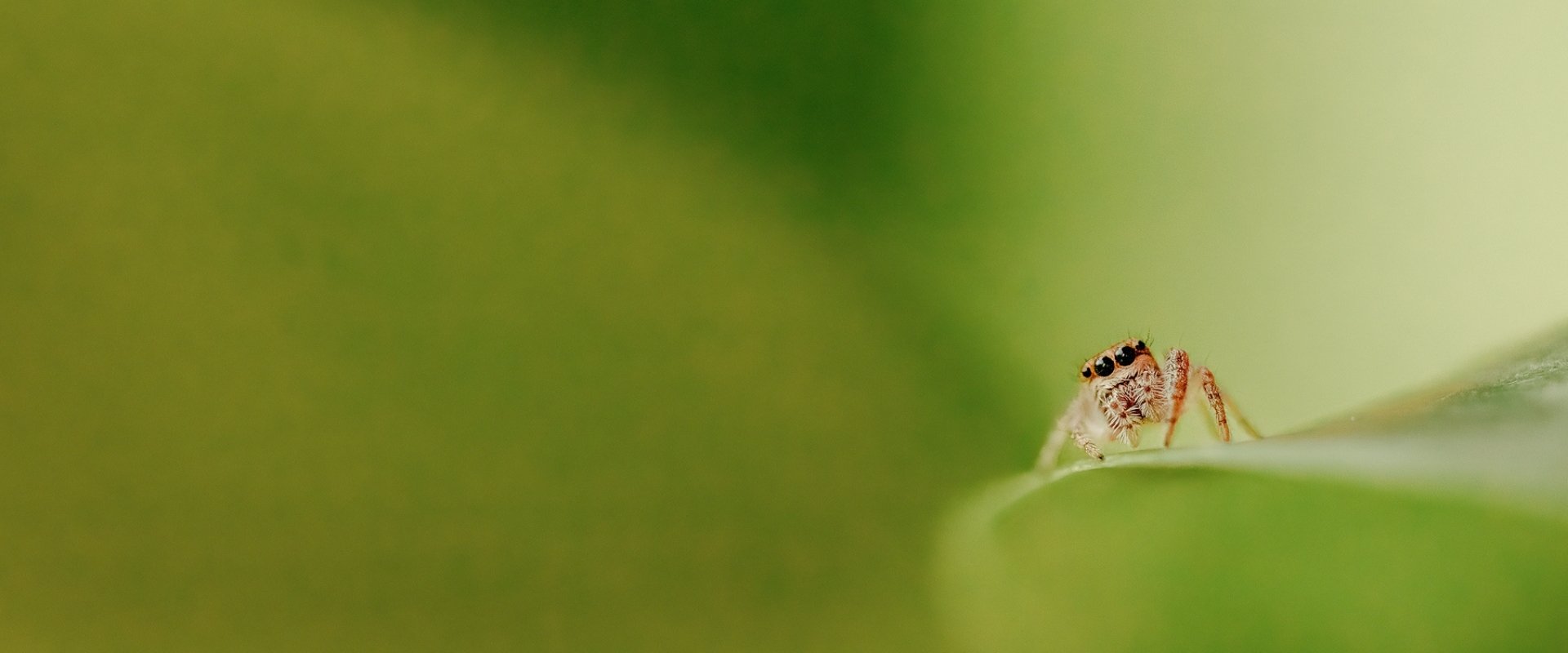 Jumping spider hero