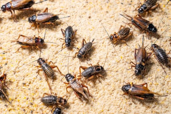 Crickets on land