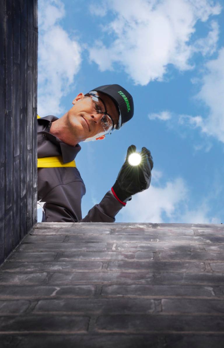 An exterminator peers down from a landing into a chimney, shining his flashlight at the viewer