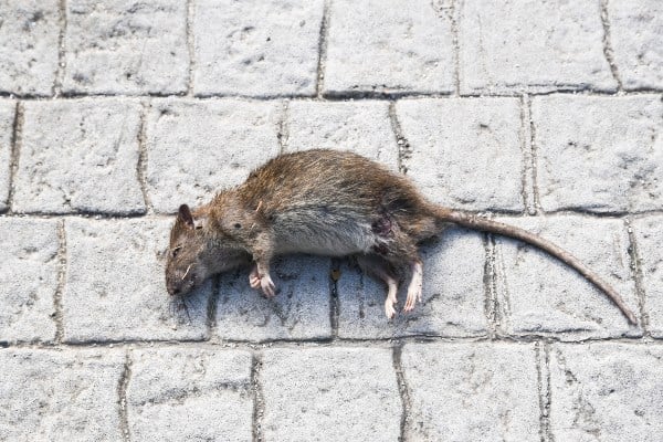 dead rat