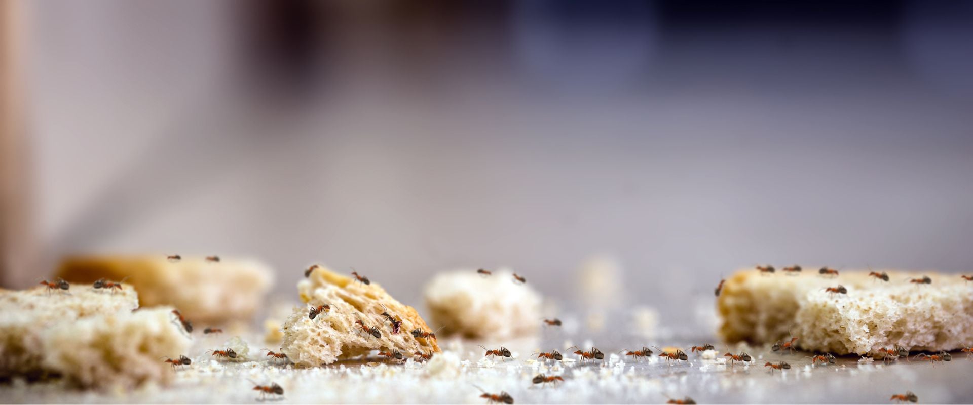 Ants