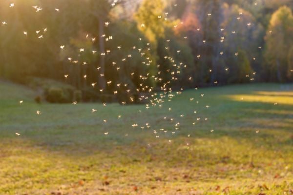Mosquitoes in the nature
