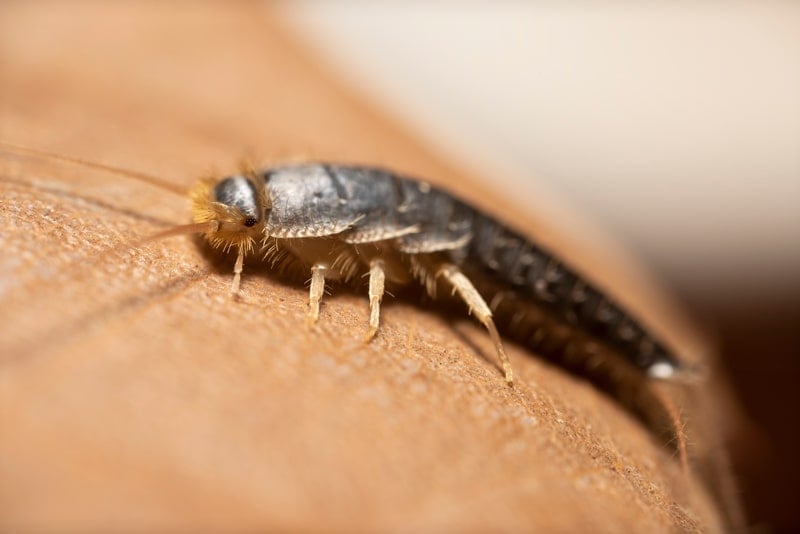 Silverfish crawling