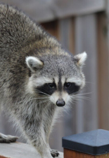 Racoon on fence