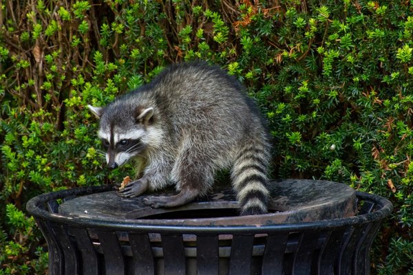 A raccoon eating food on top of a black outdoor trash can in front of green bushes.