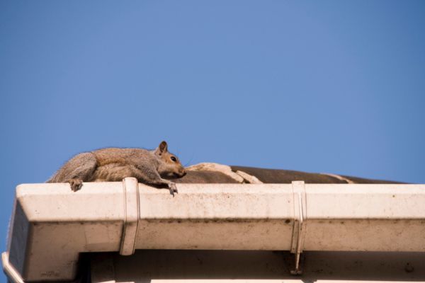 Squirrel on a roof gutter
