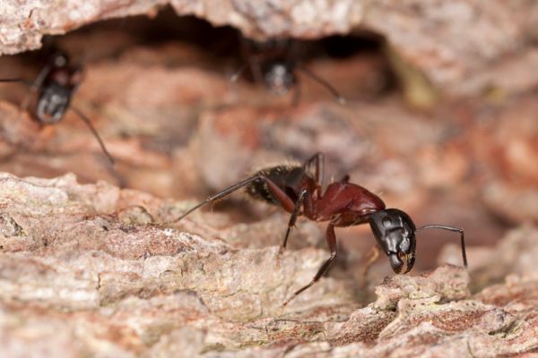 Carpenter ants
