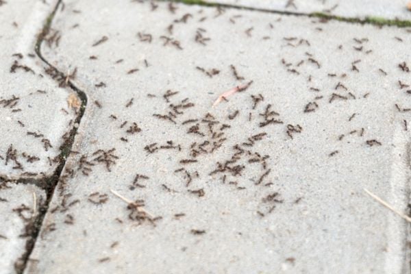 many many pavement ants on pavement