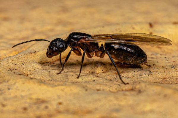 Carpenter ant queens