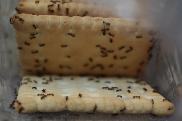 ants on crackers
