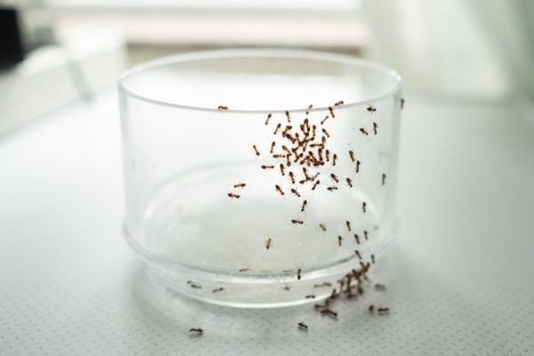 ants on cup