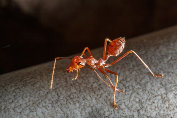 Red Color Ant Bright Red Ants