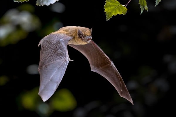 Bat flying