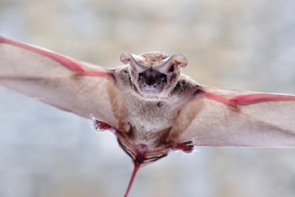 Mexican free tailed bat