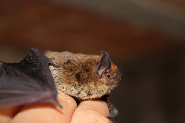 Small Insect Bat Understanding the Bats in Your Home