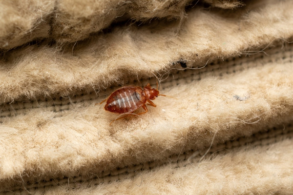 A reddish-brown bed bug crawling across the fibers of textured beige fabric.