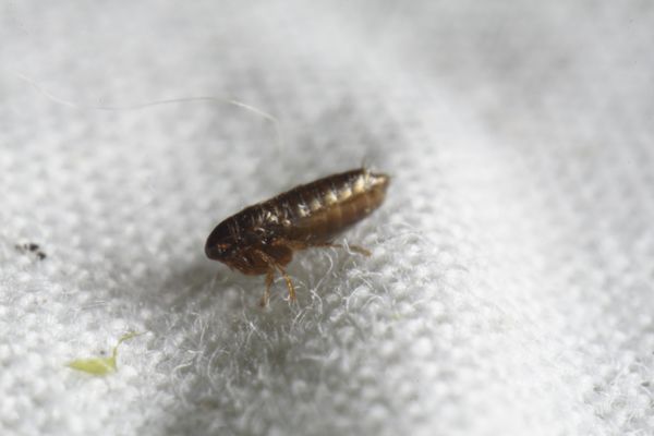 Flea close up on cloth