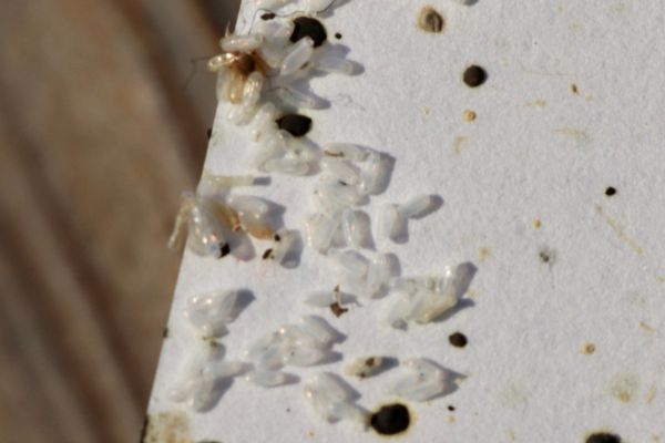 bed bug droppings