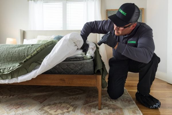 bed bug inspection