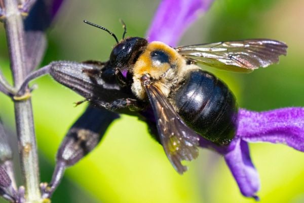Close up of bee