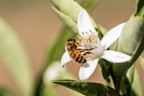Bee on a flower