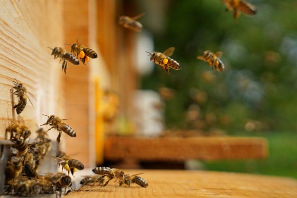 bees by wood