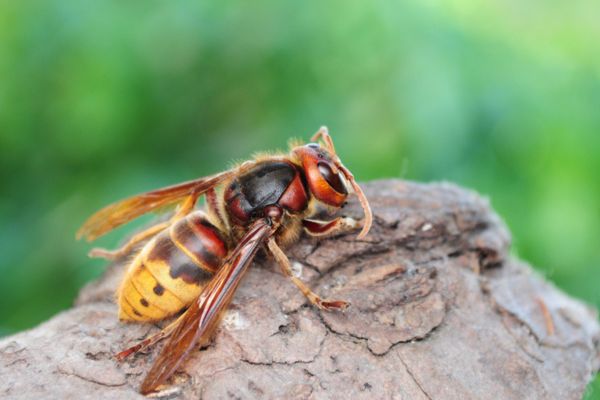 european hornet on rock close up