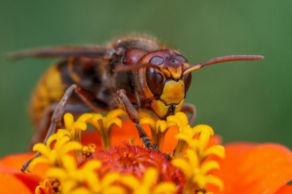 european hornet on orange yellow flower