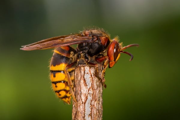 European Hornet