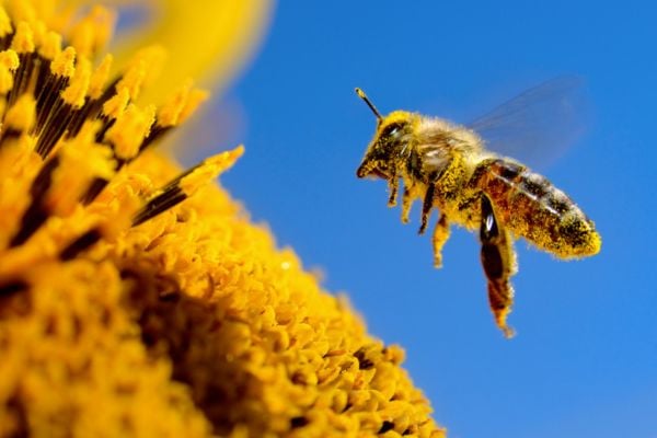 Flying Bee