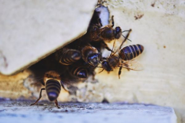 honey bees at gap in wall