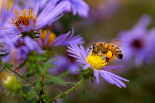 Honeybee on flower