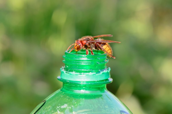 hornet-on-soda-bottle